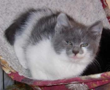 Josephine