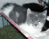 Josephine