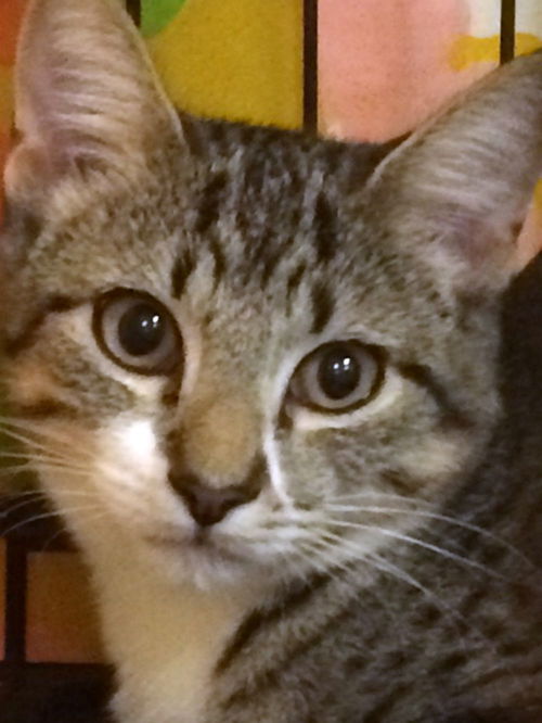 Josie