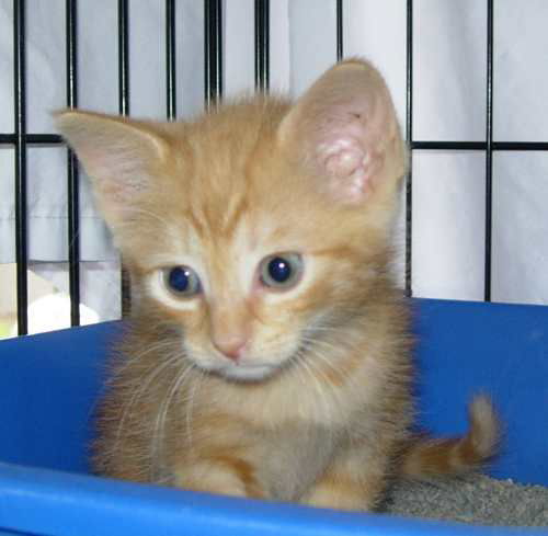 Pumpkin