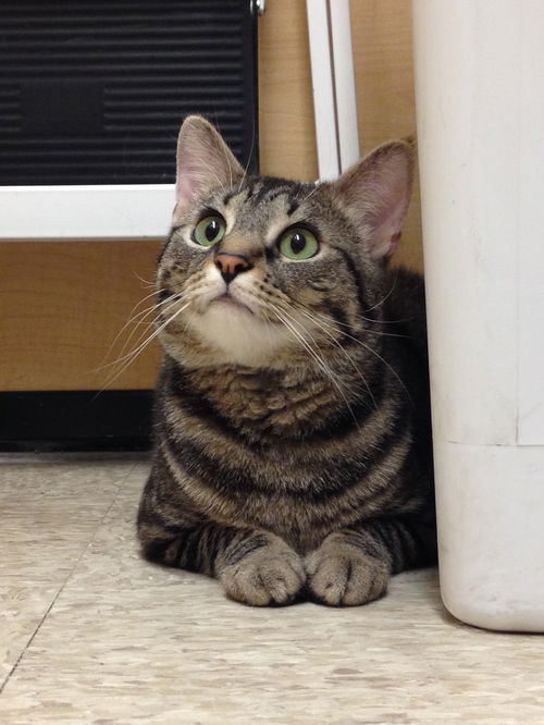 Frankie
