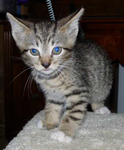 Bootsie