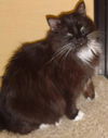 Nelson