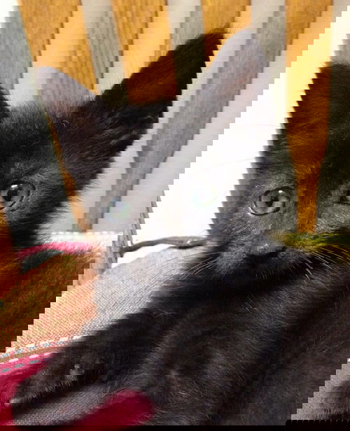 Monkey aka 