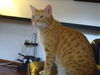 Remy