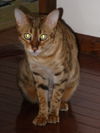 Ripley