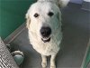 adoptable Dog in visalia, CA named *CHENOA