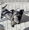 adoptable Dog in visalia, CA named *SPORT