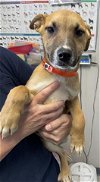 adoptable Dog in visalia, CA named *CRIMSON