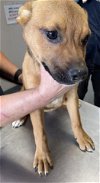 adoptable Dog in visalia, CA named *COPPER