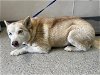 adoptable Dog in visalia, CA named *CORAL