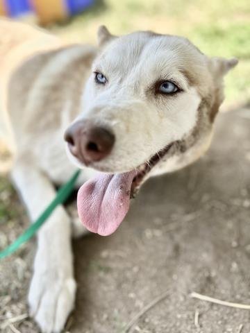 adoptable Dog in Visalia, CA named *CORAL