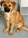adoptable Dog in visalia, CA named *PETE