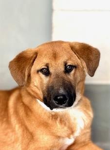 adoptable Dog in Visalia, CA named PETE