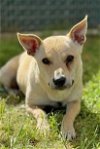adoptable Dog in visalia, CA named *SOFIA