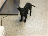 adoptable Dog in visalia, CA named *HANNAH