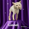 adoptable Cat in visalia, CA named *LIONEL