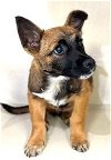 adoptable Dog in visalia, CA named JOJO