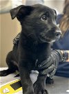 adoptable Dog in visalia, CA named *RUDY