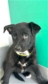 adoptable Dog in visalia, CA named *MAX