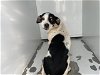 adoptable Dog in visalia, CA named *ARTEMIS