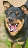 adoptable Dog in visalia, CA named *MILLIE BOBBY BROWN