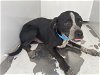adoptable Dog in visalia, CA named *BRIDGETTE
