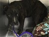 adoptable Dog in visalia, CA named *GRACIE