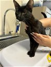 adoptable Cat in visalia, CA named SUNNY