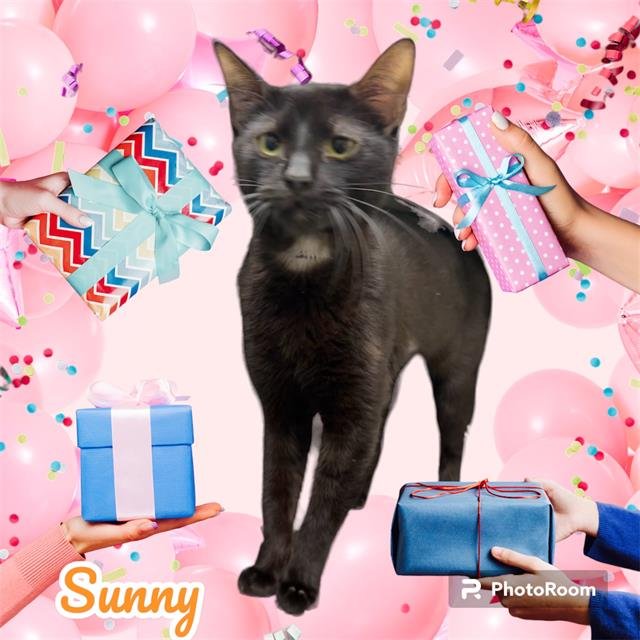 adoptable Cat in Visalia, CA named SUNNY