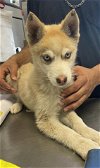 adoptable Dog in visalia, CA named *ANDY