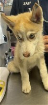 adoptable Dog in visalia, CA named A237381