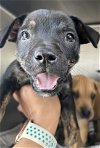 adoptable Dog in visalia, CA named *CANDY