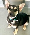 adoptable Dog in visalia, CA named *SARAH