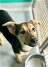 adoptable Dog in visalia, CA named *DAISY