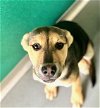 adoptable Dog in visalia, CA named *MAY