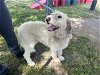 adoptable Dog in visalia, CA named *BORIS