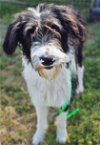 adoptable Dog in visalia, CA named *JASPER