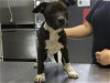 adoptable Dog in visalia, CA named DAISY