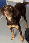 adoptable Dog in visalia, CA named BAILEY