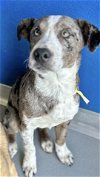 adoptable Dog in visalia, CA named *EMRYS