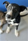 adoptable Dog in visalia, CA named *CARTER