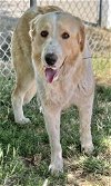 adoptable Dog in visalia, CA named *SALLY