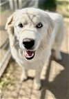 adoptable Dog in visalia, CA named *CLYDE