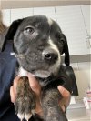 adoptable Dog in visalia, CA named *SWEETIE