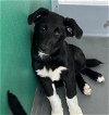 adoptable Dog in visalia, CA named *BENSON