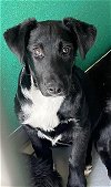 adoptable Dog in visalia, CA named *HANDSOME