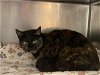 adoptable Cat in visalia, CA named A237395