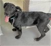 adoptable Dog in visalia, CA named *PIPER