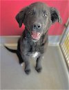 adoptable Dog in visalia, CA named *JR